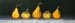 58OrnamentalSquash
